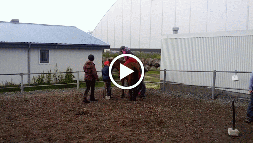Video of the riding exercise.