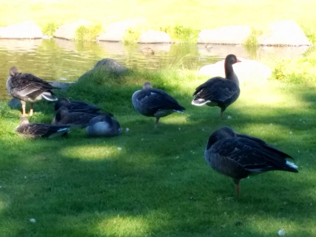 The big kids went hunting for Pokemons for a bit, and while we were searching for them, Emma and I walked past these one-footedly-sleeping geese.